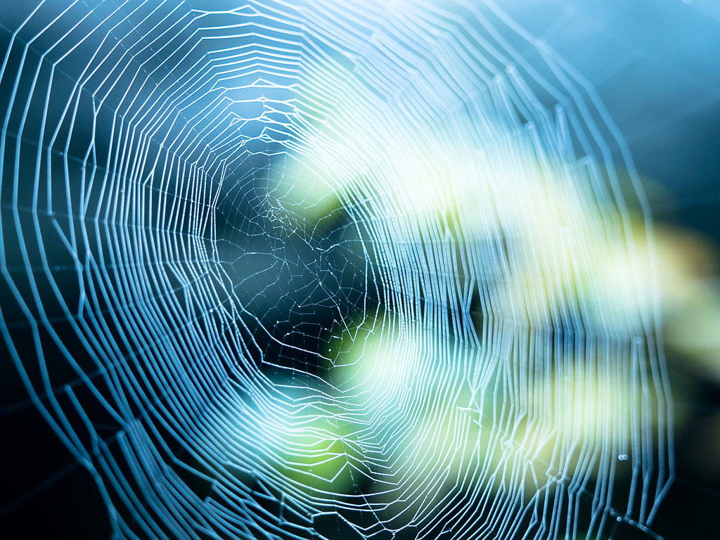 Morning Web