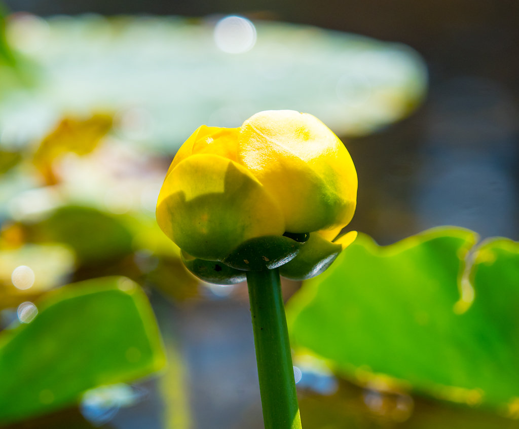 Nature no.48